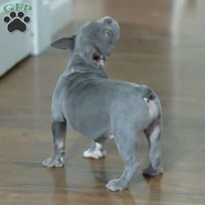 Misty, French Bulldog Puppy